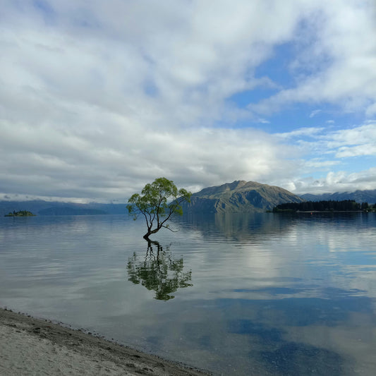  The famous lone tree in Lake Wanaka, a remote photography spot in the South Island covered by our reliable New Zealand travel eSIM.