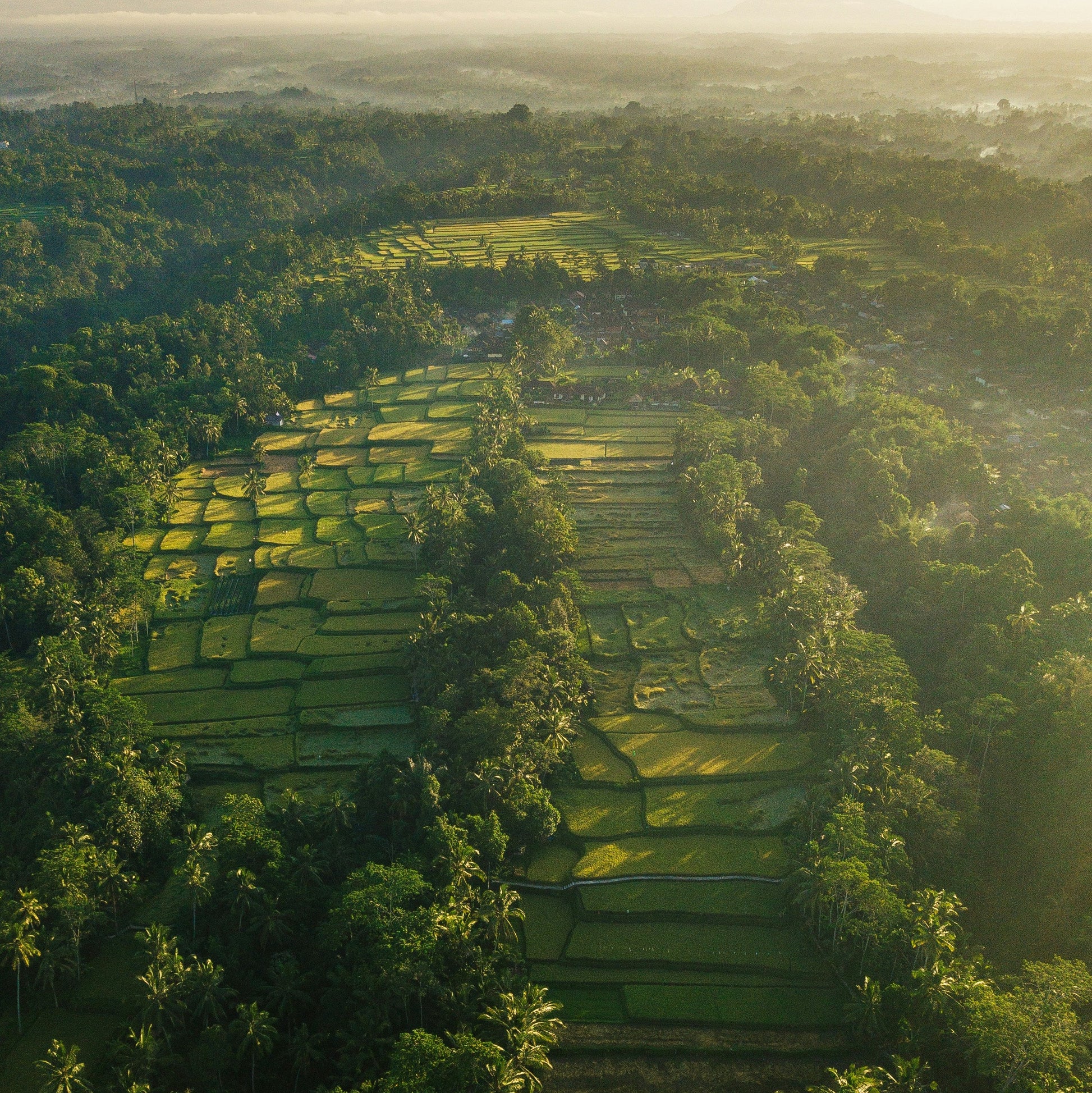  Lush green Tegalalang Rice Terraces in Ubud, a popular destination for digital nomads using our instant Indonesia eSIM data plans for remote work.
