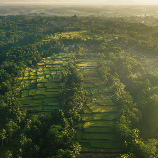 Lush green Tegalalang Rice Terraces in Ubud, a popular destination for digital nomads using our instant Indonesia eSIM data plans for remote work.